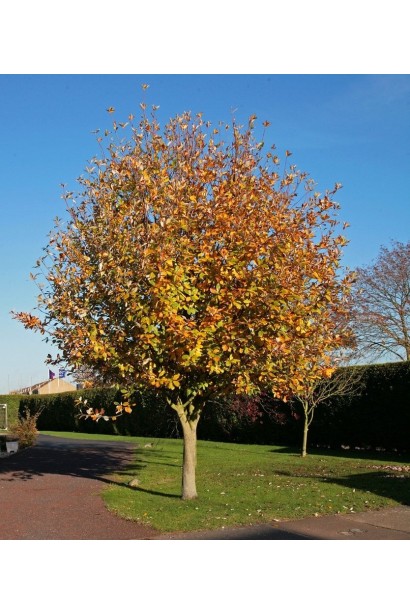 Горобина круглолиста 